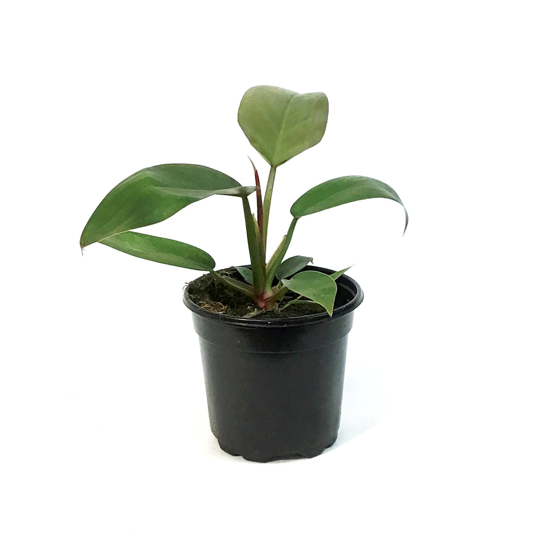 Philodendron, 4in, Florida Bronze