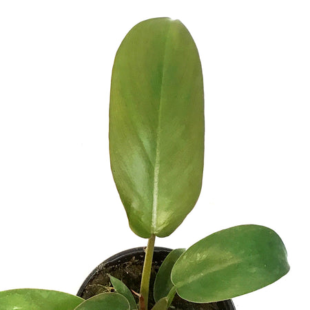 Philodendron, 4in, Florida Bronze