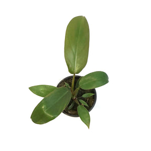 Philodendron, 4in, Florida Bronze