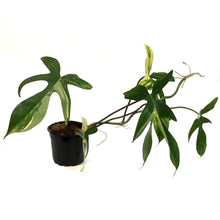 Load image into Gallery viewer, Philodendron, 4in, Florida Beauty Var
