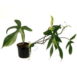 Philodendron, 4in, Florida Beauty Var