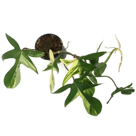 Philodendron, 4in, Florida Beauty Var