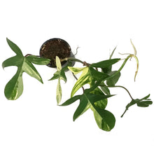 Load image into Gallery viewer, Philodendron, 4in, Florida Beauty Var
