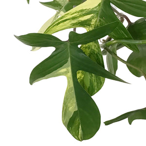 Philodendron, 4in, Florida Beauty Var