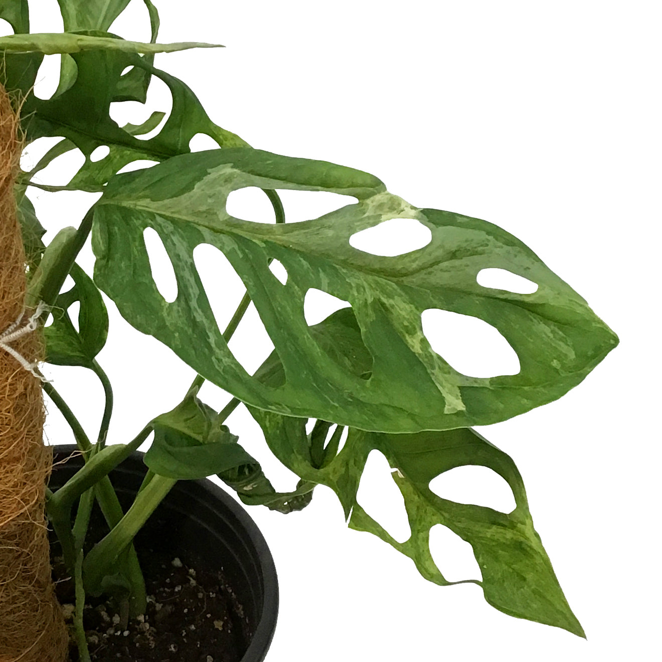モンモンモン Monstera, 6in, Adansonii Indo Mint – Floral Acres Greenhouse