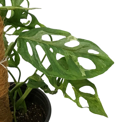 Monstera, 6in, Adansonii Indo Mint