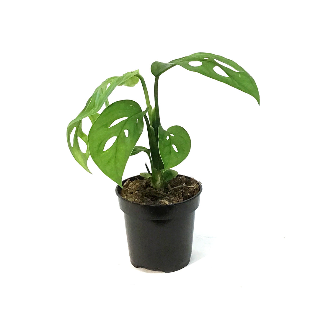 Monstera, 4in,Epipremnoides, Esqueleto