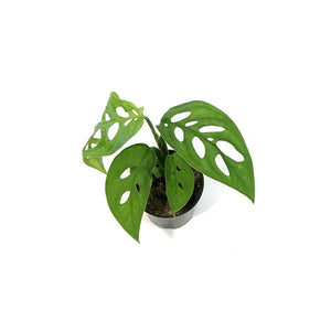 Monstera, 4in,Epipremnoides, Esqueleto