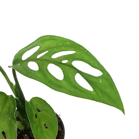 Monstera, 4in,Epipremnoides, Esqueleto