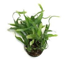 Load image into Gallery viewer, Orchid, 6in, Cactus
