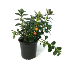 Load image into Gallery viewer, Nemantanthus, 4In, Goldfish Plant
