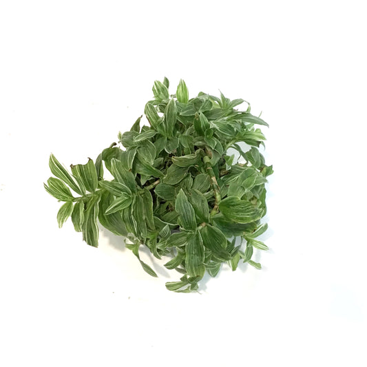 Tradescantia, 4in,Zebra White