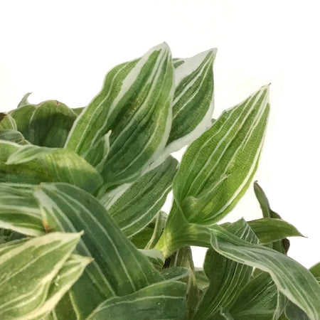 Tradescantia, 4in,Zebra White