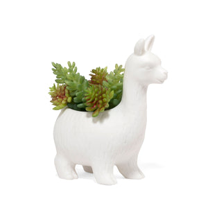 Planter, Lloyd The Llama