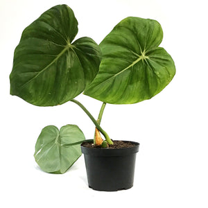 Philodendron, 6in, McDowell