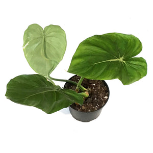 Philodendron, 6in, McDowell