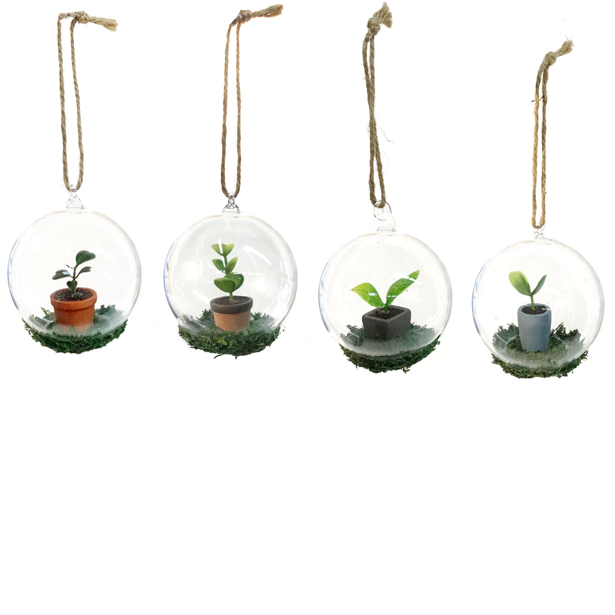 Oranment, Gardens Start Sprouts & Moss