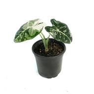 Alocasia, 4in, Frydek, Variegated