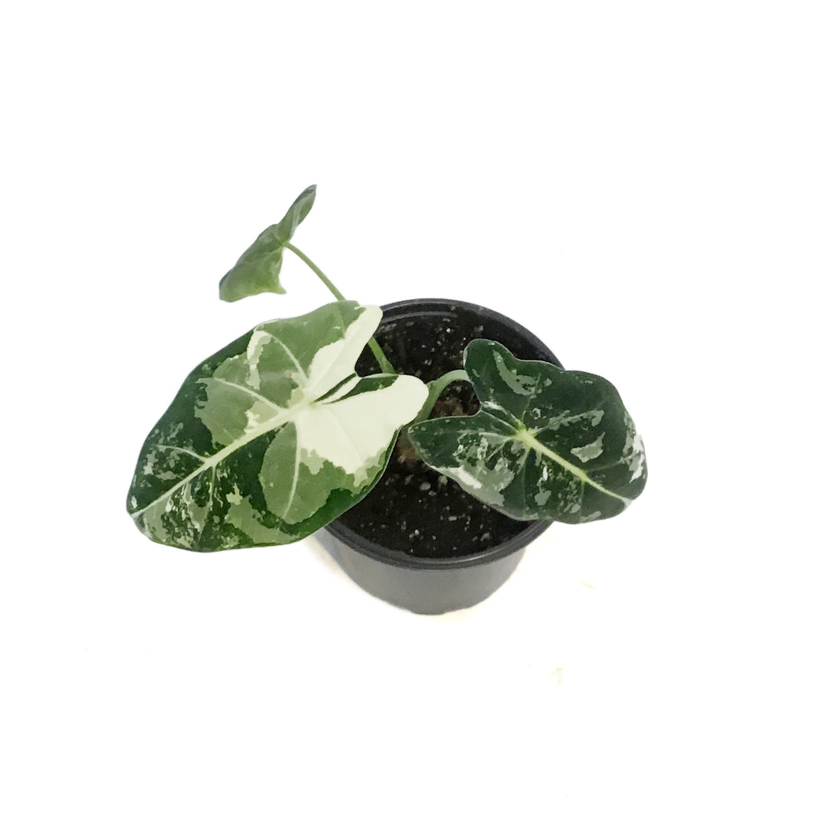 Alocasia, 4in, Frydek, Variegated