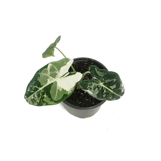 Alocasia, 4in, Frydek, Variegated