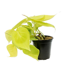 Philodendron, 4in, Lemon Lime Cordatum