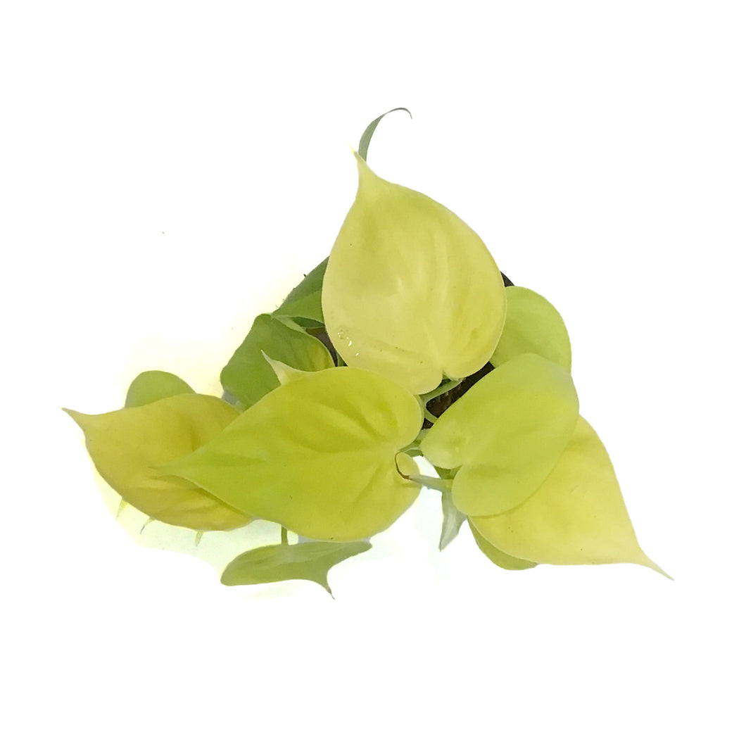 Philodendron, 4in, Lemon Lime Cordatum