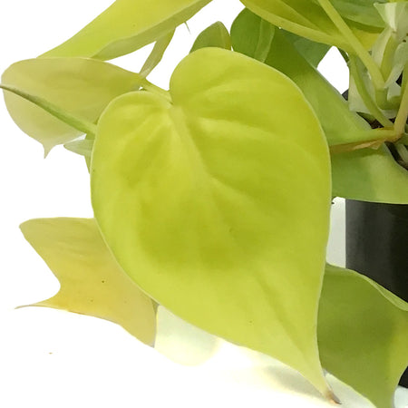 Philodendron, 4in, Lemon Lime Cordatum