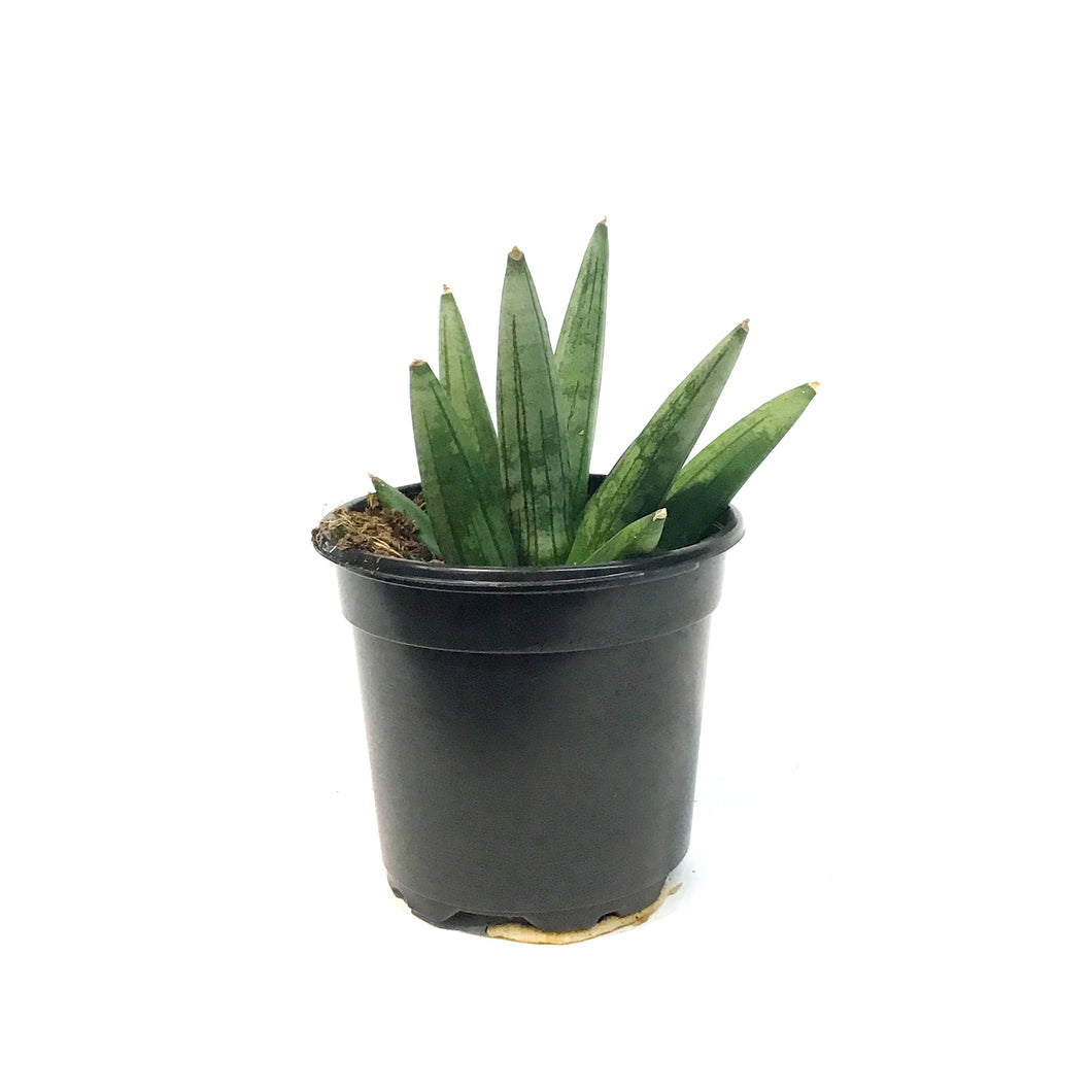 Sansevieria, 4in, Hedge Hog