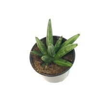 Load image into Gallery viewer, Sansevieria, 4in, Hedge Hog
