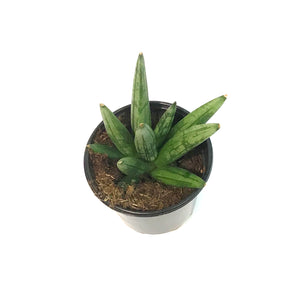 Sansevieria, 4in, Hedge Hog