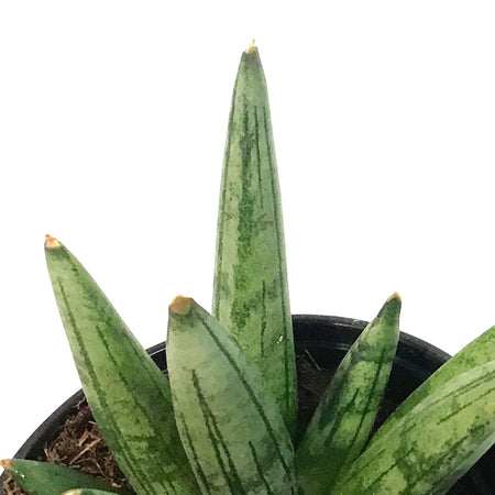 Sansevieria, 4in, Hedge Hog