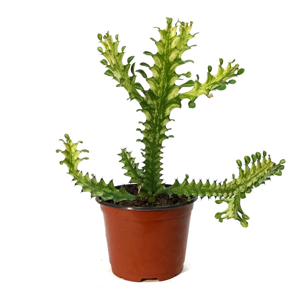 Euphorbia, 6in, Mint Cream