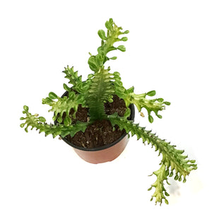 Euphorbia, 6in, Mint Cream