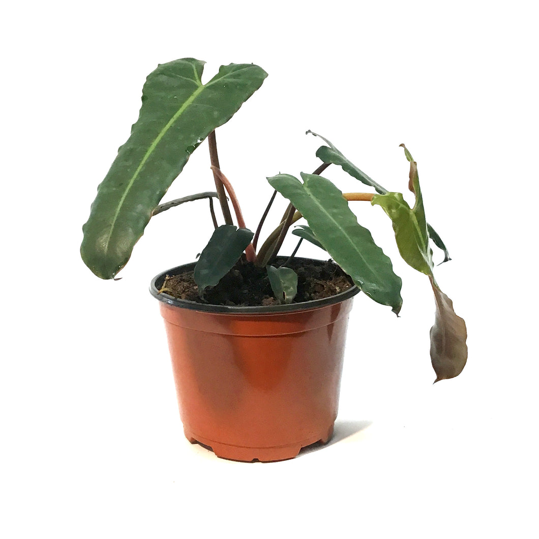 Philodendron, 6in, Billietiae Black Form