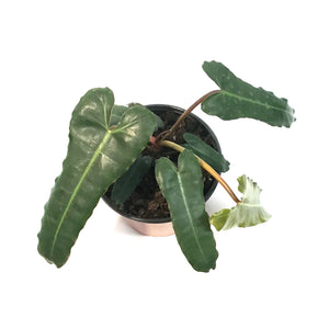 Philodendron, 6in, Billietiae Black Form