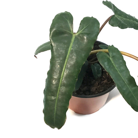 Philodendron, 6in, Billietiae Black Form