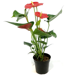 Anthurium, 4in,Esudo