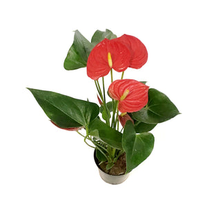 Anthurium, 4in,Esudo