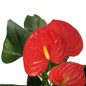 Anthurium, 4in,Esudo