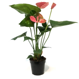 Anthurium, 4in,Sweet Dreams