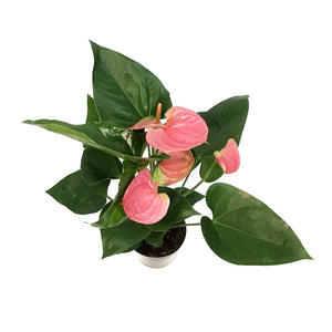 Anthurium, 4in,Sweet Dreams