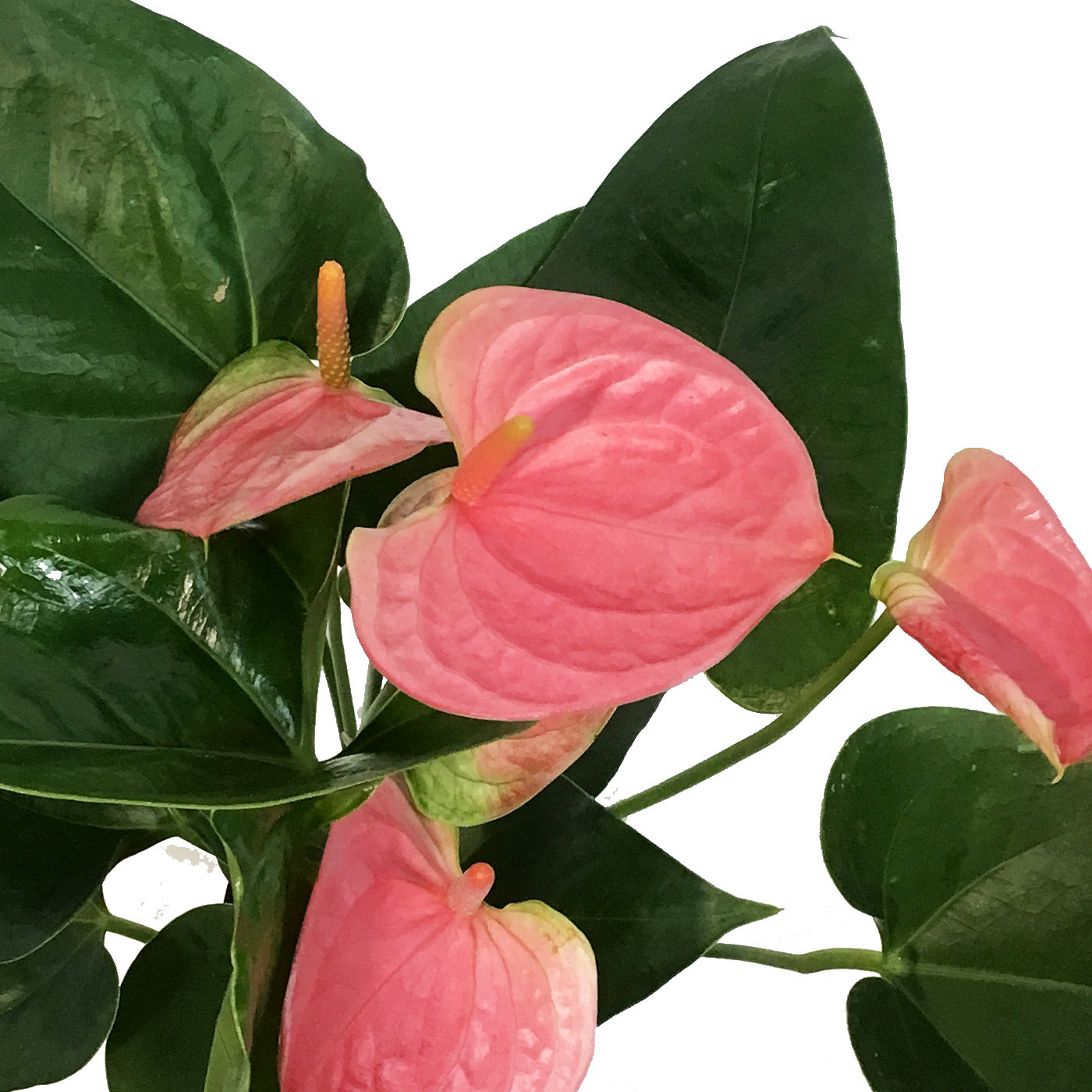 anthurium luxury dreams Anthurium, 4in,Sweet Dreams – Floral Acres Greenhouse & Garden Centre