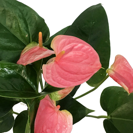 Anthurium, 4in,Sweet Dreams