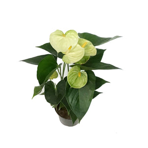 Anthurium, 4in,Vanilla