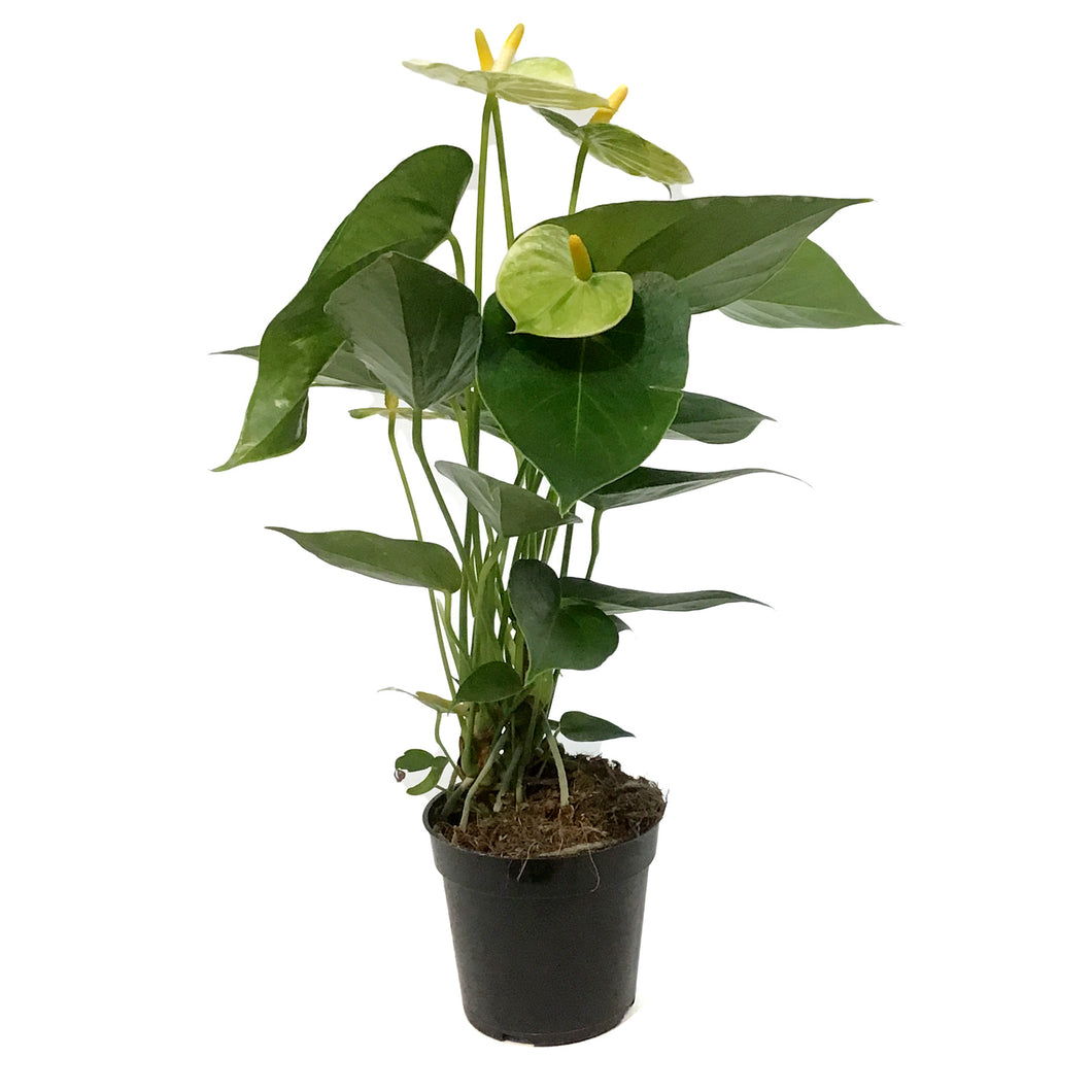 Anthurium, 4in,Vanilla