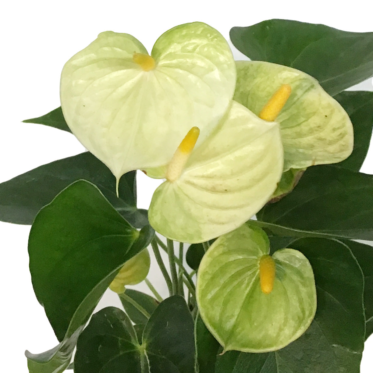 vanilla yellow anthurium Anthurium, 4in,Vanilla – Floral Acres Greenhouse & Garden Centre