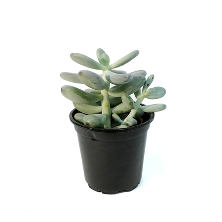 Succulent, 4in, Echeveria Bubbles