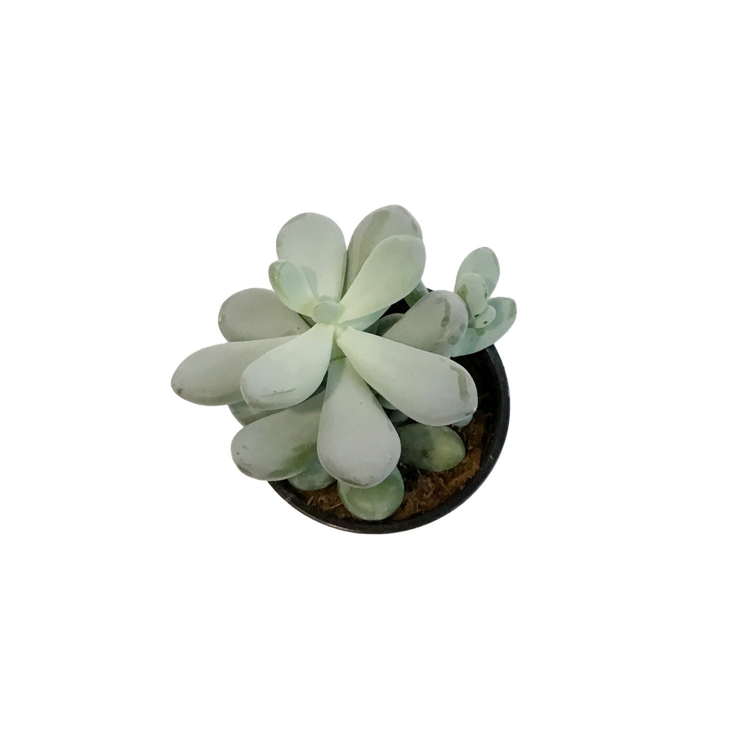 Succulent, 4in, Echeveria Bubbles