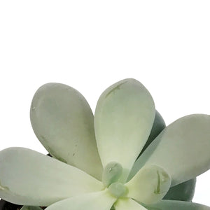 Succulent, 4in, Echeveria Bubbles