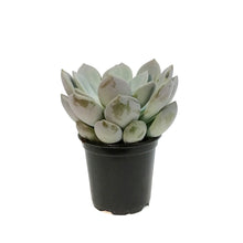 Load image into Gallery viewer, Succulent, 4in, Echeveria Lilac Wonder
